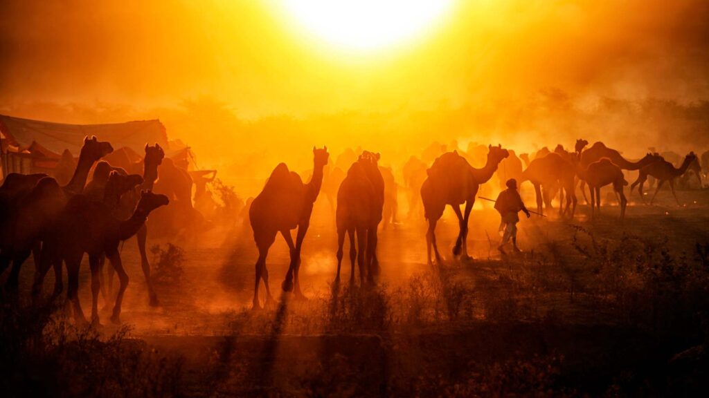 Pushkar, la Camel Fair